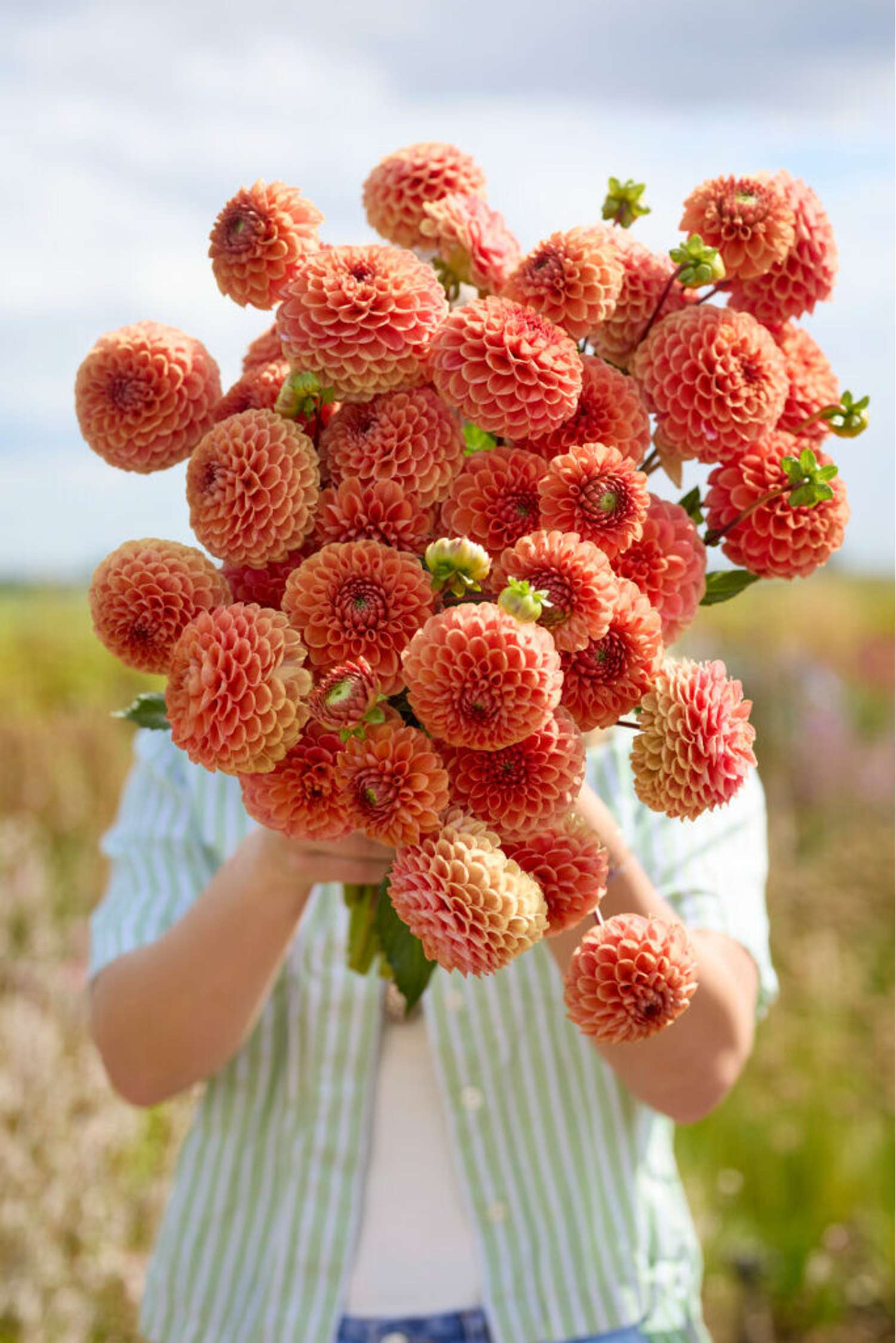 Dahlie 'Cornel Brons'